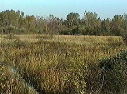 Marshland Marshland