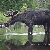 bull moose bull moose