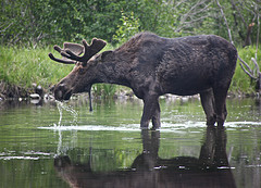 bull moose bull moose