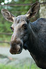 Moose Moose