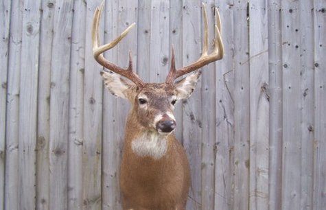 Deer mount (properly sized)
Deer mount (properly sized)