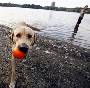 Labrador Retriever Sasha cools off near Jamaica Pond on a hot summer day in Boston Labrador Retriever Sasha cools off near Jamaica Pond on a hot summer day in Boston