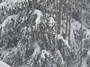 snow in trees snow in trees