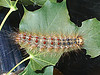 Gypsy Moth Caterpillar Gypsy Moth Caterpillar