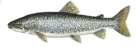 Wisconsin Lake Trout (courtesy of wi.dnr.gov) Wisconsin Lake Trout (courtesy of wi.dnr.gov)