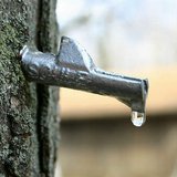 A maple tree tap