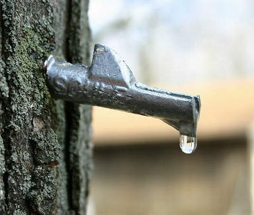 A maple tree tap A maple tree tap