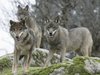Wolves