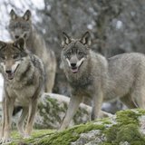 Wolves Wolves