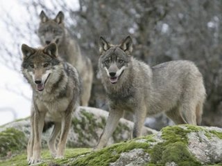 Wolves