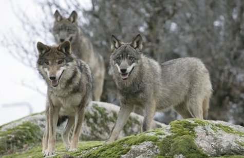 Wolves