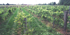 Trout Springs Winery in Greenleaf. Owner Steve Debaker authored the Wisconsin Ledge AVA application. Trout Springs Winery in Greenleaf. Owner Steve Debaker authored the Wisconsin Ledge AVA application.