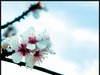 Fruit Trees
