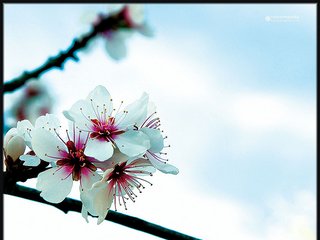 Fruit Trees