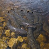 Sturgeon spawning Sturgeon spawning
