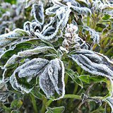 Frost on crops.
Image courtesy: tinyfarmblog.com