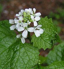 Garlic Mustard Plant (courtesy of Wikipedia) Garlic Mustard Plant (courtesy of Wikipedia)