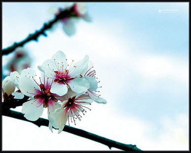 Flowering Trees Flowering Trees