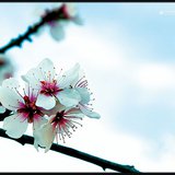 Fruit Tree