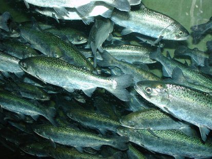 Chinook Salmon (courtesy of Wikipedia) Chinook Salmon (courtesy of Wikipedia)