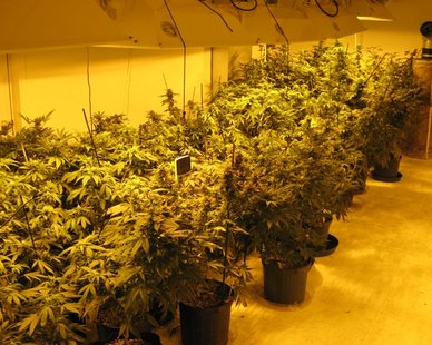 Suspected marijuana plant growing operation (photo courtesy Van Buren Co. Sheriff's Dept.) Suspected marijuana plant growing operation (photo courtesy Van Buren Co. Sheriff's Dept.)