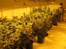 Sophisticated pot growing operation found in South Haven Township Sophisticated pot growing operation found in South Haven Township