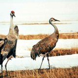 A pair of sandhill cranes in a marsh A pair of sandhill cranes in a marsh