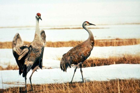 A pair of sandhill cranes in a marsh A pair of sandhill cranes in a marsh
