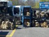 Photo of dogs seized in raid of alleged puppy mill in Cheshire Township on Apr. 14, 2012 (photo courtesy Saugatuck/Douglas Area Business Association).