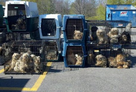 Photo of dogs seized in raid of alleged puppy mill in Cheshire Township on Apr. 14, 2012 (photo courtesy Saugatuck/Douglas Area Business Association). Photo of dogs seized in raid of alleged puppy mill in Cheshire Township on Apr. 14, 2012 (photo courtesy Saugatuck/Douglas Area Business Association).