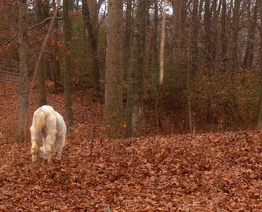 Big Foot? Big Foot?