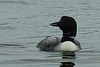 loon