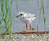 piping plover piping plover
