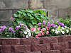 Flower garden Flower garden