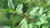 buckthorn buckthorn