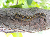 Forest Tent Caterpillar Forest Tent Caterpillar