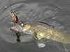 Walleye