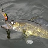 Walleye Walleye