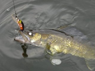 Walleye