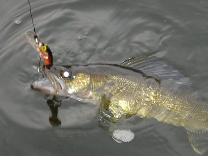Walleye Walleye