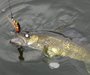 Walleye