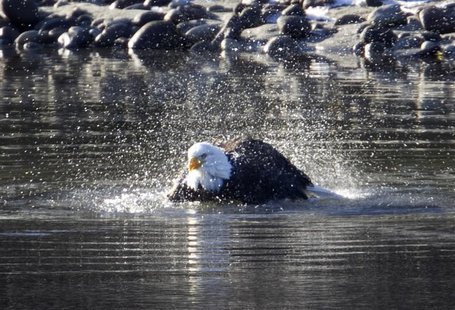 A bald eagle baths in the Squamish River in Squamish, British Columbia north of Vancouver, December 8, 2011. The eagles gather in the area e A bald eagle baths in the Squamish River in Squamish, British Columbia north of Vancouver, December 8, 2011. The eagles gather in the area e