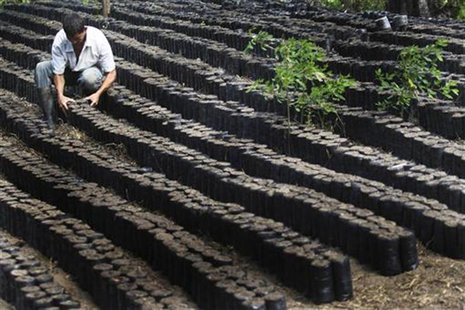 A worker checks the growth of newly planted coffee plants at a plantation in El Paraiso February 4, 2011. REUTERS/Edgard Garrido A worker checks the growth of newly planted coffee plants at a plantation in El Paraiso February 4, 2011. REUTERS/Edgard Garrido