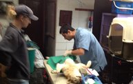 Mapleview Animal Hospital in Guatemala: Cover Image