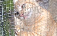Mapleview Animal Hospital in Guatemala 11