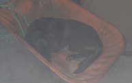Mapleview Animal Hospital in Guatemala 7