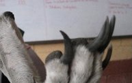 Mapleview Animal Hospital in Guatemala 6