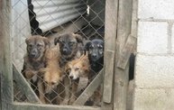 Mapleview Animal Hospital in Guatemala 27