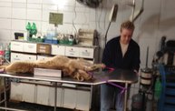 Mapleview Animal Hospital in Guatemala 18