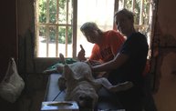 Mapleview Animal Hospital in Guatemala 10